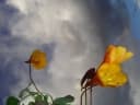 Tropaeolum tuberosum