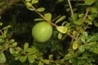 Pittosporum spinescens