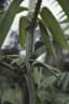 Eremospatha macrocarpa