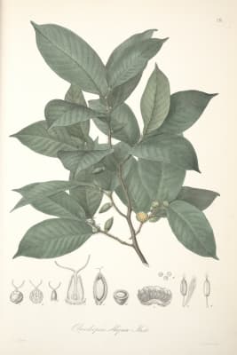 Pseudolmedia laevis