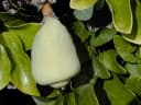 Ficus pumila