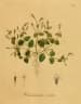 Lindernia crustacea