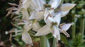 Coutoubea spicata