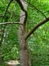 Styrax argenteus
