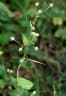 Sida cordata