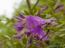 Mundulea sericea