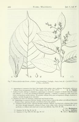 Shorea falciferoides