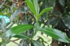 Warburgia ugandensis