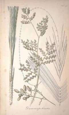 Daemonorops hirsuta