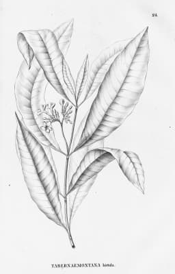 Tabernaemontana siphilitica
