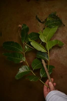 Khaya grandifoliola