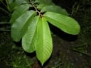 Annona purpurea
