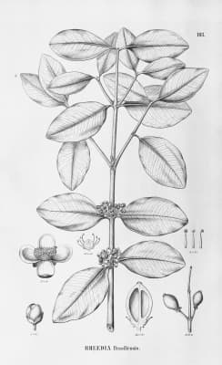 Garcinia brasiliensis