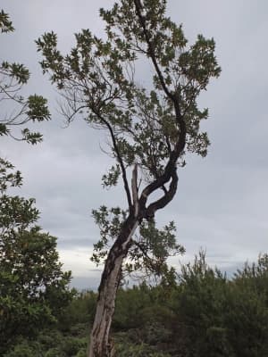 Norrisia malaccensis