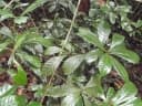 Alchornea floribunda