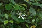 Gardenia jasminoides