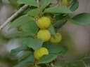 Pseudolachnostylis maprouneifolia