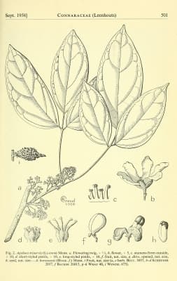 Agelaea trinervis