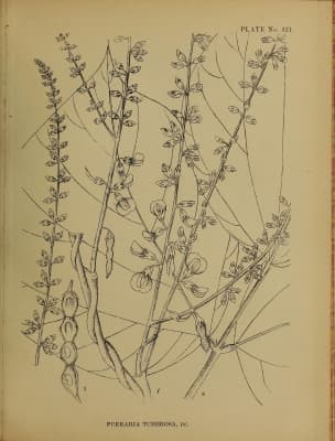 Pueraria tuberosa