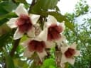 Rothmannia engleriana