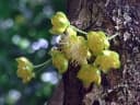 Hydnocarpus anthelminthicus