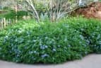 Plumbago auriculata