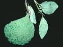 Aspidosperma excelsum