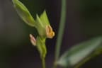Zornia glochidiata