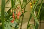 Fuchsia denticulata