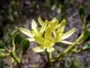 Cedrelopsis grevei