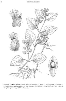 Picria felterrae