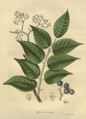 Picrasma excelsa