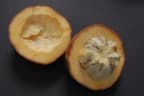 Diospyros blancoi