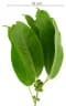 Ficus citrifolia