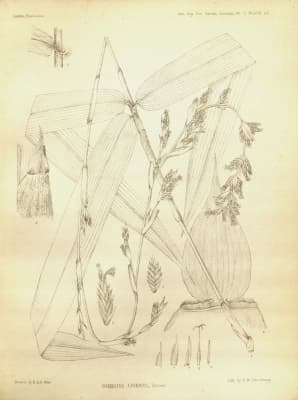 Bambusa amahussana