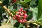 Schinus terebinthifolia