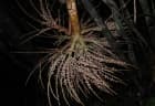 Dypsis perrieri
