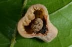 Octolobus spectabilis
