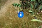 Clitoria ternatea