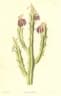 Caralluma adscendens