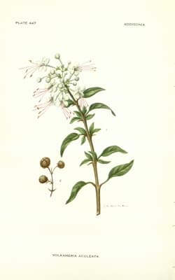 Volkameria aculeata