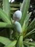 Podocarpus neriifolius