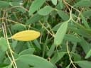Sonneratia apetala