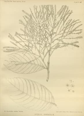 Lithocarpus sundaicus