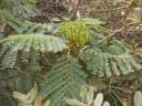 Dimorphandra mollis