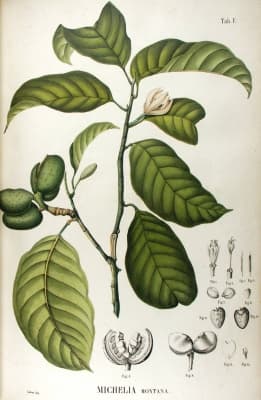 Magnolia montana