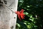 Erythrina rubrinervia