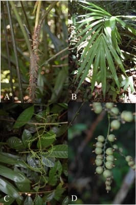 Calamus quangngaiensis