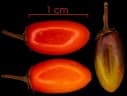 Erythroxylum citrifolium