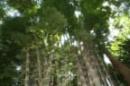 Dendrocalamus giganteus